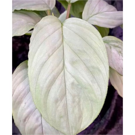 Homalomena sp. "Kayu Lapis" White Kal-barat [TB]