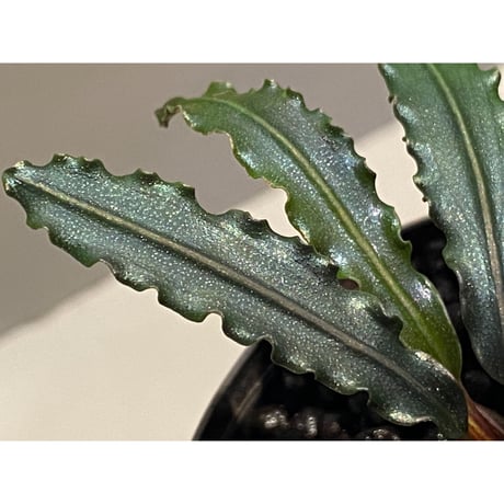 Bucephalandra sp. from "Mangat" [MF0417-2A]