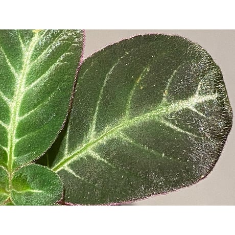 Codonoboea cf. pumilla from Riau sumatera [LA1119-02]