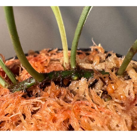 Microsorum sp. 奄美大島