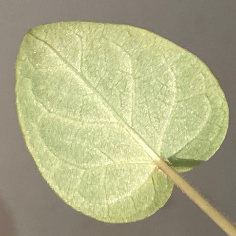 Unknown from Iquitos Peru [tanakay]
