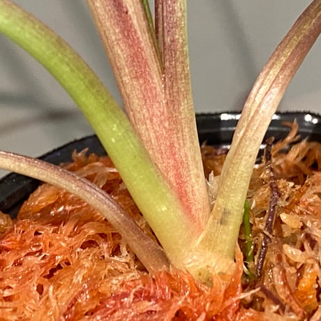 Cryptocoryne joshanii from Basilan island philippines [LA]