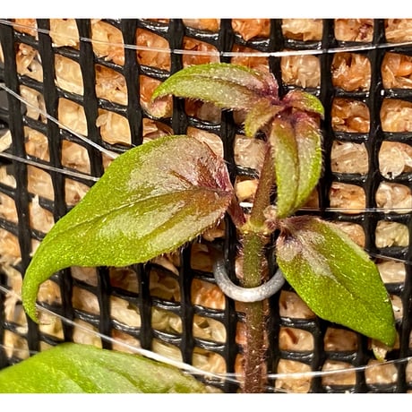 Drymonia affinis from Ecuador
