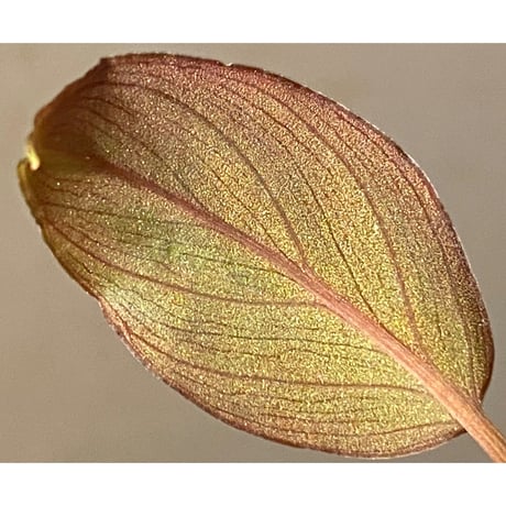 Homalomena sp. from Solok sumatera [LA0616-03]