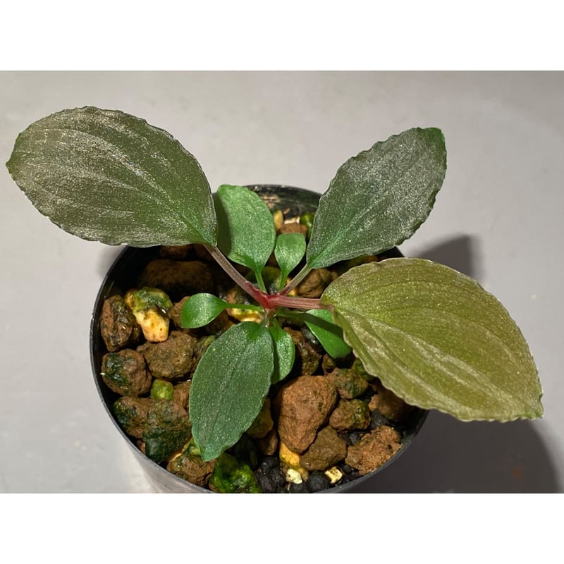 Homalomena sp. “夕霧” T-3810-2 Homalomena sp. “夕霧” T-3810-2 Homalomena sp. (Homalomena