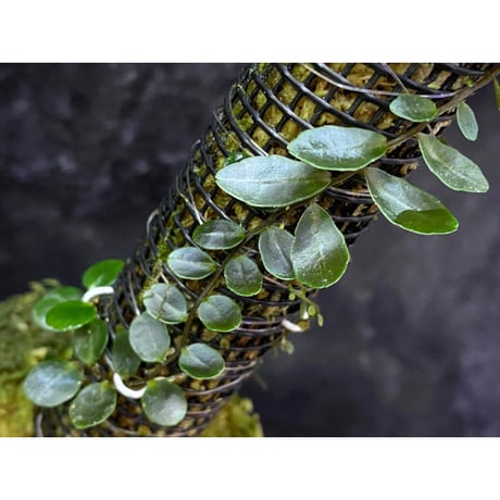 Marcgravia sp. "Azreal"