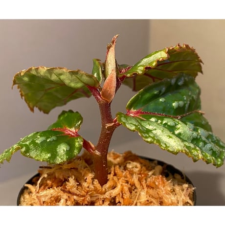 Begonia sp. from Sarawak