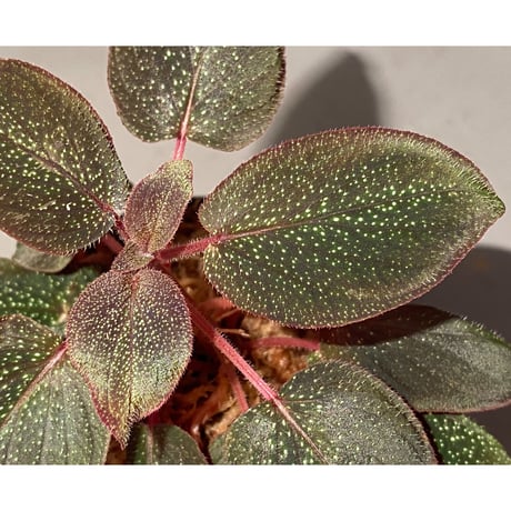 Sonerila sp. from Phitsanulok
