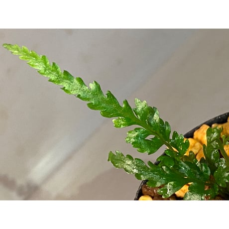 Bolbitis sp. from Kidapawan Mindanao