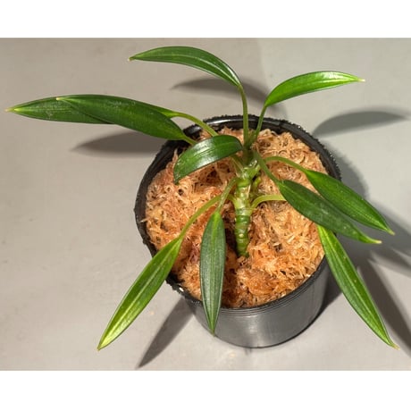 Pursegloveia cf. minima from Kapuas hulu West Kalimantan