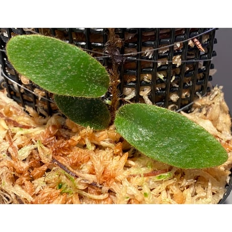 Pyrrosia nummularifolia from Santa Fe Luzon Philippines [KSB]
