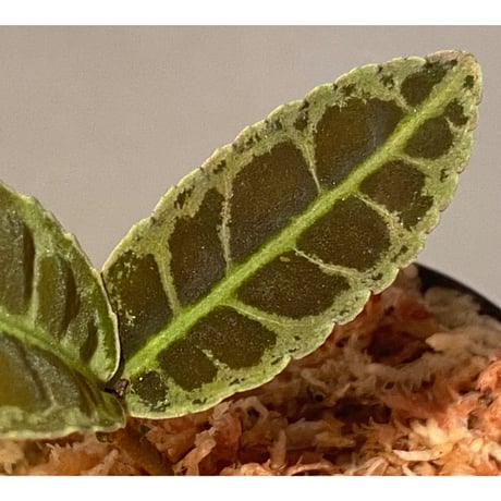 Emblemantha urnulata (Labisia sp.) from Riau sumatera [LA0815-01]