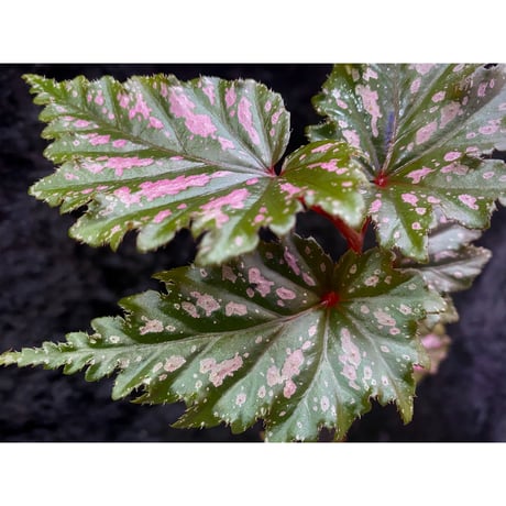 Begonia serratipetara from New Guinea