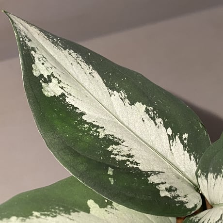 Aglaonema pictum from Aceh sumatera [GT1803]