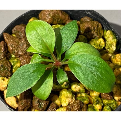 Homalomena sp. from Padang sumatera [LA0117-02]