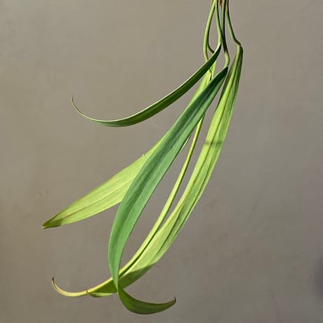 Homalomena anthurioides from "Sumatra utara" [TB]