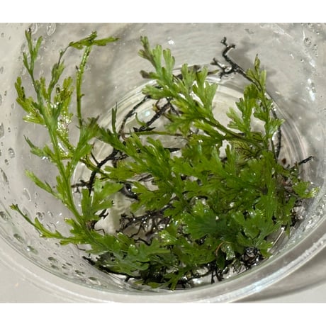 Crepidomanes sp. 'type1' from West Java