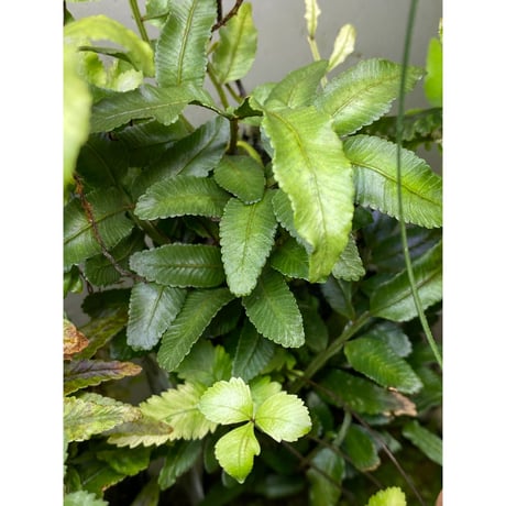 Teratophyllum ludens from Selangor Malaysia