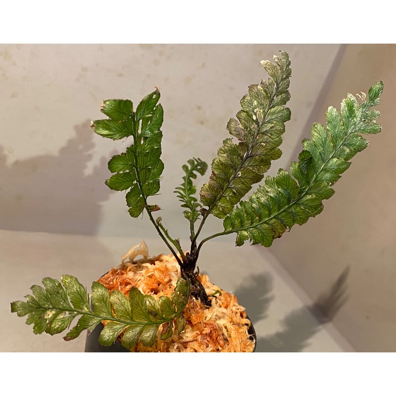 Cephalomanes sp. from Khlong Yai Trat Thailand