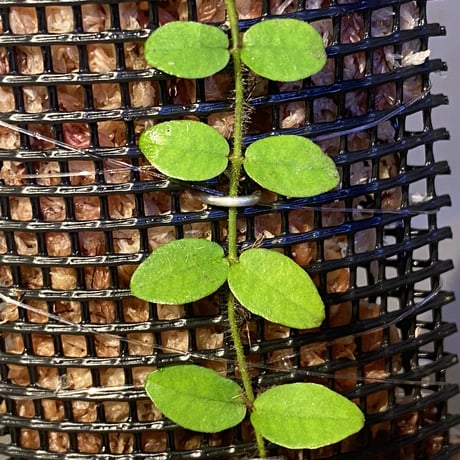 Ficus sp. from Trat Thailand