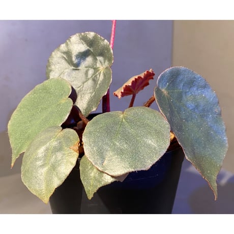 Begonia sp. f1 from Sumatera [NT ORCHID]