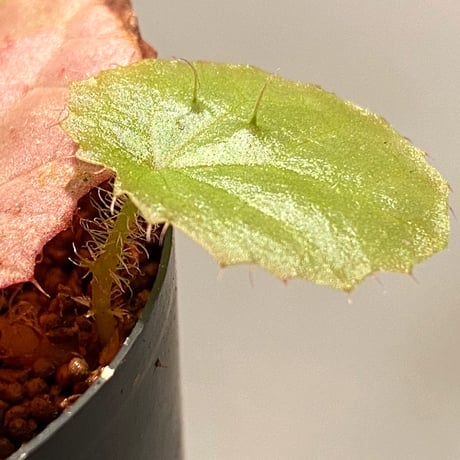 Begonia susaniae