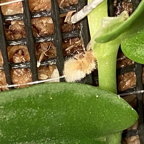 Rhaphidophola sp. from Genting Highlands