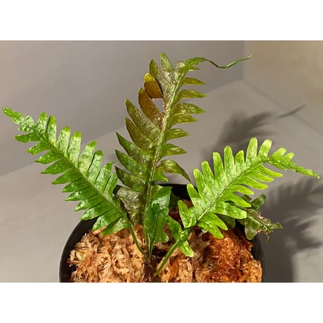 Polypodium sp. from Perak MALAYSIA [R0718-01]