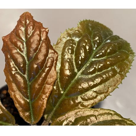 Ardisia sp. from Bengkulu [LA0315-1]