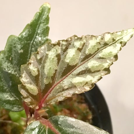 Begonia sp. from Sarawak