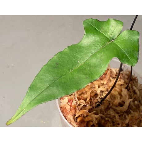 Hemionitis arifolia from Prachuap Khiri Khan Thailand