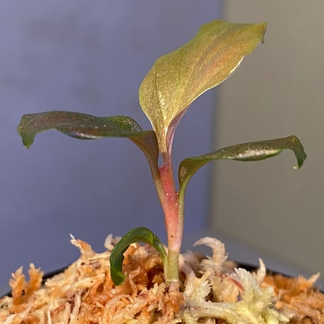 Rhodospatha sp. from Ecuador [tanakay]