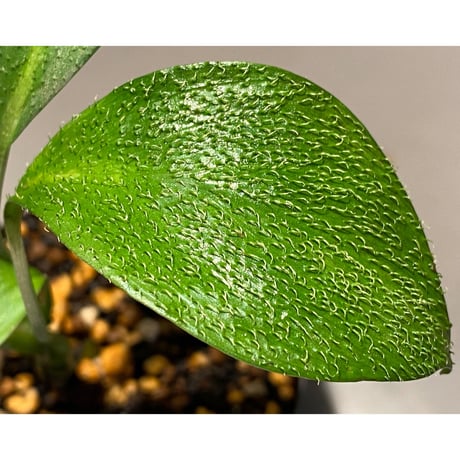 Homalomena hasei "狐尾" from Aceh sumatera [LA0616-04]