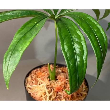Anthurium polyschistum from Napo Ecuador [tanakay]