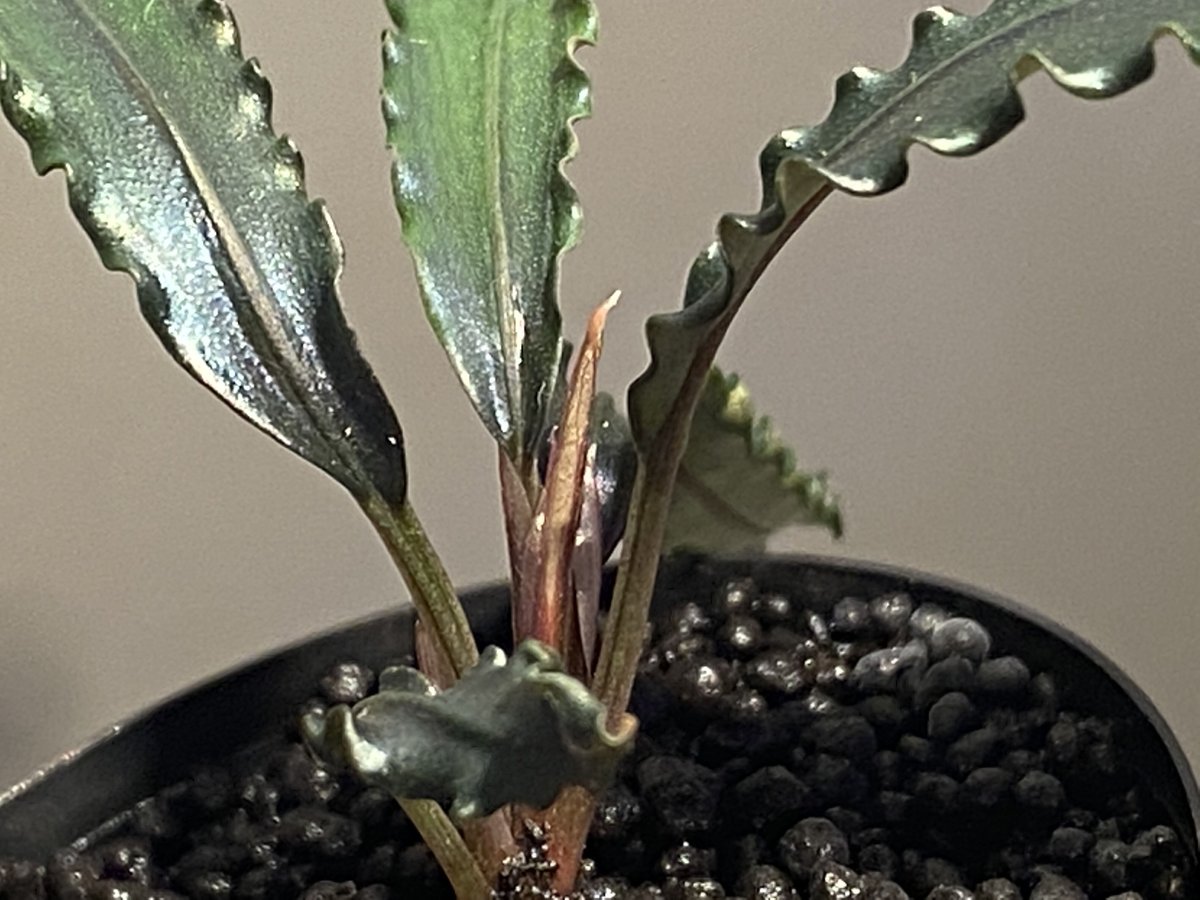Bucephalandra sp. from Bucephalandra sp. from