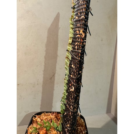 Marcgravia umbellata [Equaflor-A]