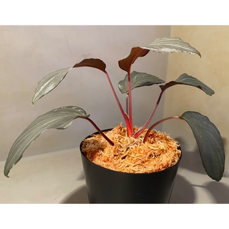 Homalomena sp."赤鉄鉱” from Kepulauan Riau [SGP import] KZT