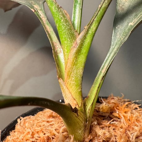 Dracaena sp. from Landak West Kalimantan