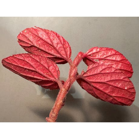 Begonia sp. from Kapuas hulu
