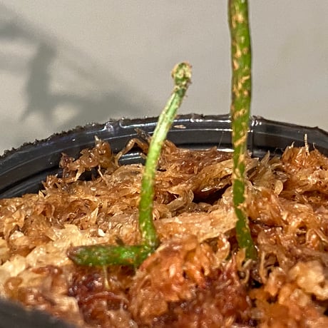 Microsorium sp. from Saripoi [LA0515-02]