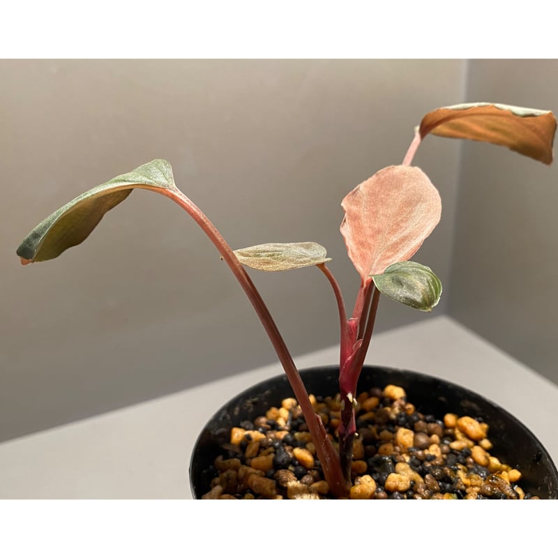 Homalomena cf.humilis from Pulau Lingga [LA0517