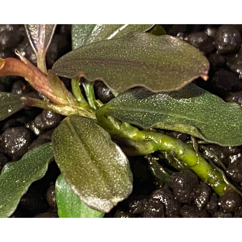 Bucephalandra sp. 