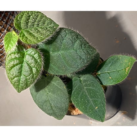 Ficus sp. from Selangor