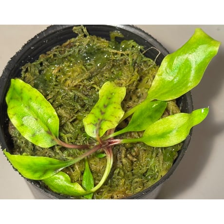 クリプトコリネ | STORES