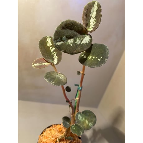 Pellionia sp. from Binh Dinh Vietnam