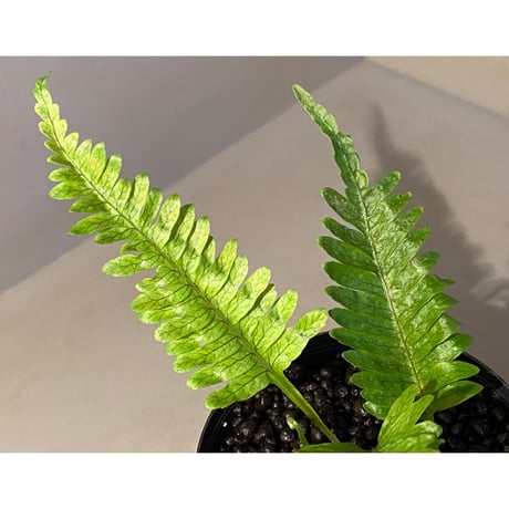 Polypodium sp. from Perak MALAYSIA [R0718-01]