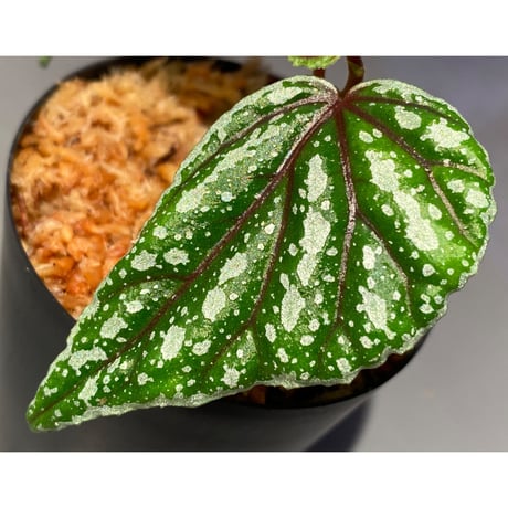 Begonia sp. from Sarikei [R1214-03a]