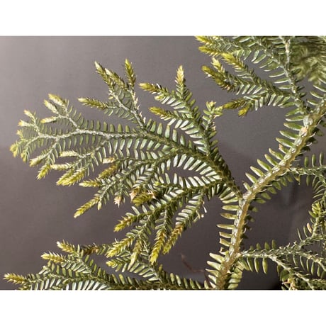 Selaginella sp. from Landak West Kalimantan