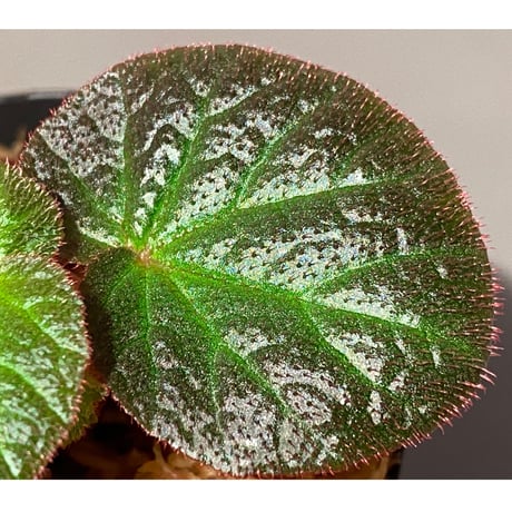 Begonia sp. from Manaus