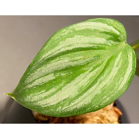 Philodendron sp. from Ecuador